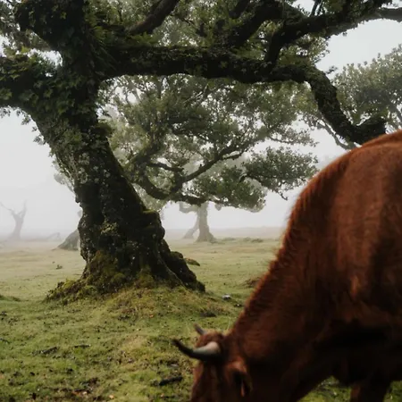 Pana House Апартаменты *