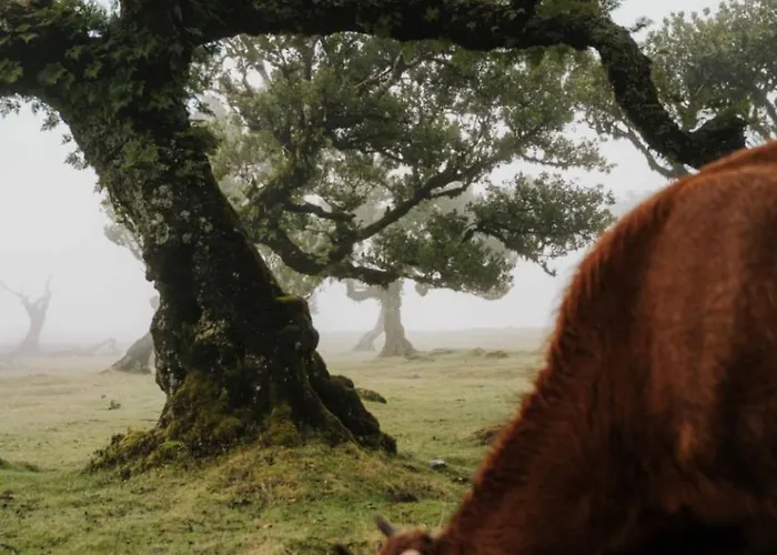 Pana House Apartment *