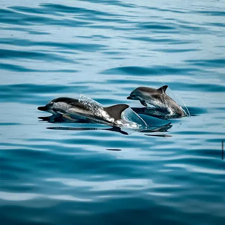 Pana House Apartamento *