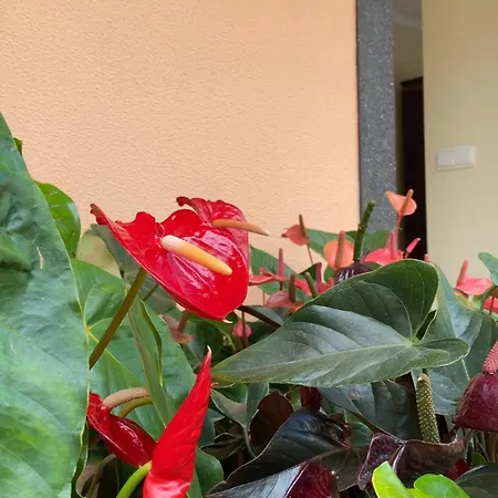 Pana House Apartment Calheta (Madeira)
