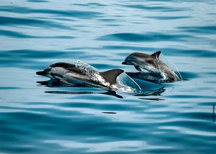 Pana House Apartmán *