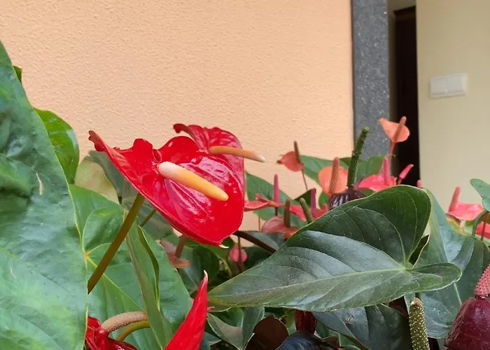 Pana House Appartamento Calheta (Madeira)